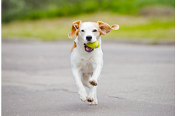 Koptasd a körmöket!