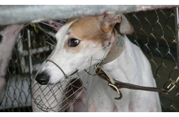 Végleg bezár a világ legkegyetlenebb agárpályája, ahol kutyák ezrei pusztulnak el