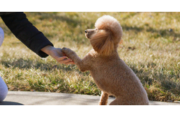 A kutyák is tudatában vannak cselekvéseiknek egy új kutatás szerint A kutyák is tudatában vannak cselekvéseiknek egy új kutatás szerint