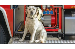 Nyugdíjba vonul az ország leglustább tűzoltója, Brúnó százados