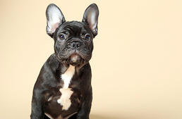 Ezek Magyarország legnépszerűbb kutyafajtái