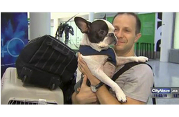 Megszakított repülőút egy kutya életéért