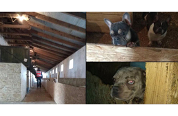 Újabb óriási szaporítótelepet találtak