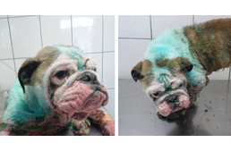 Szaporítótól szabadult bulldog története rázta meg az állatbarátokat