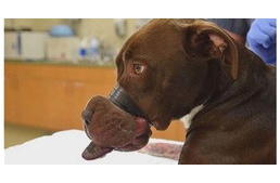 5 év börtönt kapott az állatkínzó