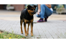 A kutya, aki beköltözött az egyetemre Szolnokon