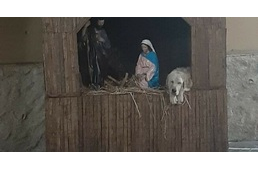 Betlehemi jászolban keresett menedéket egy kóbor kutya