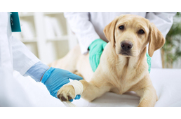 Megkönnyíti a vényköteles állatgyógyszerek kiváltását a Nébih