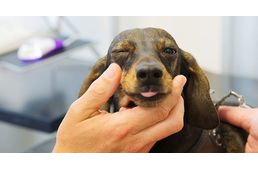 Szemsérülések okai és tünetei kutyáknál