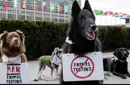 2020-ra állatkísérlet-mentes lesz Kalifornia