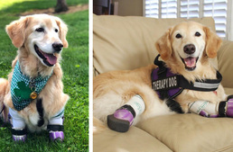 Kitüntetést kaphat a megcsonkított lábú kutya