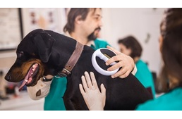 Eltűnhetnek az adatok a PetVetDatáról?