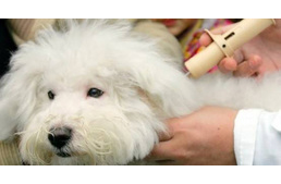 Így is lehet: Nagykálló Önkormányzata támogatást ad az ivartalanításra és chipeltetésre