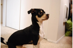 A világ legérdekesebb keverék kutyái