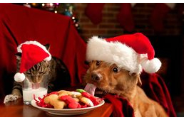 A karácsony veszélyei a kutyákra - hogyan kerüljük el a bajt?