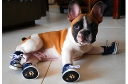 Kutyacipő - Ez most vicc, vagy komoly?