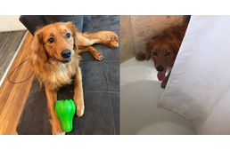 Vigasztalni próbálja az éppen fürdő gazdáit a kutya - szerinte ők is utálnak fürdeni