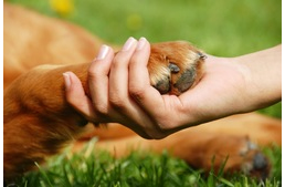 Vizsla Vigasz - Segítségnyújtás gyászoló gazdiknak