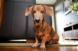 3 millió gazdás kutya él Magyarországon