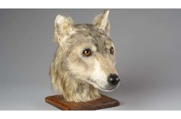 Így nézett ki a 4000 évvel ezelőtt élt ember kutyája