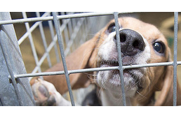 Végleg bezárhatják a kegyetlen állatkísérleteket végző hamburgi kutatólaboratóriumot