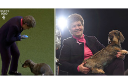 Nem csak a kiállítás legjobbja, de a közönség kedvence is lett a tacsi, akinek a kiállítás közepén "akadt dolga"