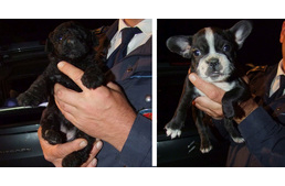 Csomagtartóba zsúfolva próbált kölyökkutyákat kicsempészni két férfi az országból