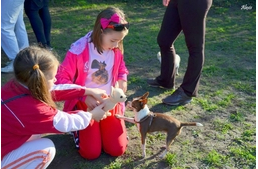 Minikutya bandázás