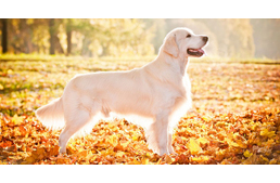 A kutyaszőr szépítője: a tojás