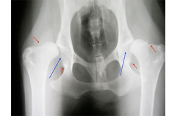 Négy lábon, boldogan