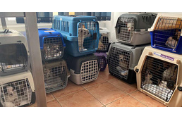 27 csivavát mentettek meg az állatvédők az altatás elől