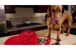 Lefújta az esküvőt a vőlegény, mert menyasszonya veszélyeztette kutyájuk életét