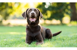 10 elképesztő tény kutyáinkról