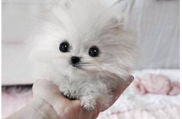 Paris Hilton: "Ő a legcukibb a világon!"