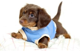 Tényleg olyan cuki a kutyánk, mint hisszük?