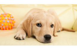 A kiskutyák nem csak a felnőtt fajtársaiktól, hanem az emberektől is képesek tanulni