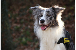 Íme Cziffra, a pécsiek cuki megmentője