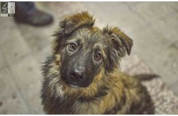 Életre ítélve - Így segítenek egymáson az árva kutyák és az elítéltek