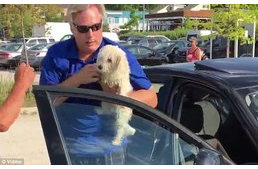 Kővel törte be a BMW ablakát, hogy megmentse a benne hagyott kiskutyát