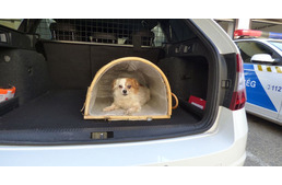 Autóbalesetben kirepült a kutya az autóból – a rendőrök fogadták be, míg gazdáját a kórházban ellátták