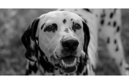 Életét áldozta a dalmata, hogy megmentse családját a mérges kígyótól