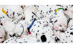 Amikor megelevenedik a 101 kiskutya: rekordszámú dalmata kölyök született 