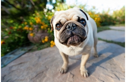 Kutyás lesz a pünkösdi hétvégéd?