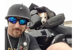 Mr. Davidson, az út széléről mentett motoros kutya