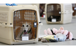 A Delta légitársaság betiltotta kisállatok szállítását a csomagtérben