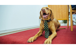 Demény, a kötsög leigázta Szombathely népét