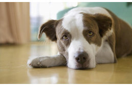 Depressziós a kutyám?