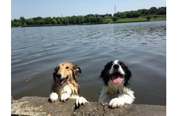 Kutya a vízben - mire figyeljünk?