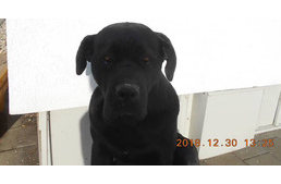 Hány ember kell egy bajba jutott kutya megmentéséhez?