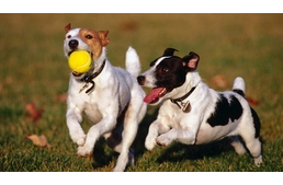 Hogyan kezeljük a hiperaktív kutyát?